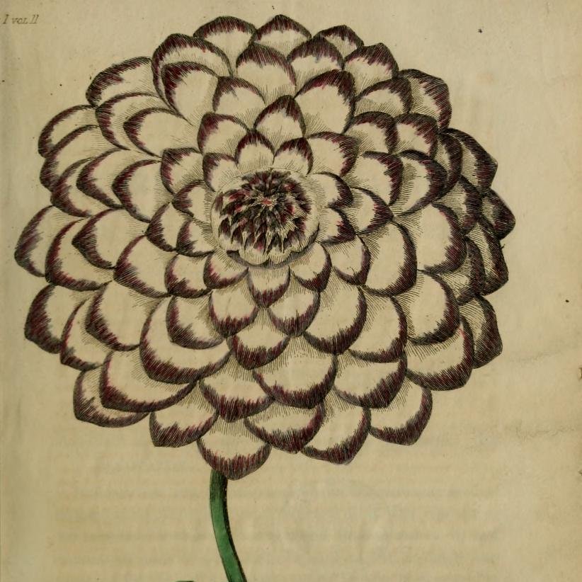 PlantingDiaries's tweet image. Read about dahlia shows in the 1830s, as recounted by Joseph Harrison in The Floricultural Cabinet and Florist's Magazine.  From small scale events in pubs to exhibitions at Vauxhall Gardens.
plantingdiaries.com/2023/07/26/dah…