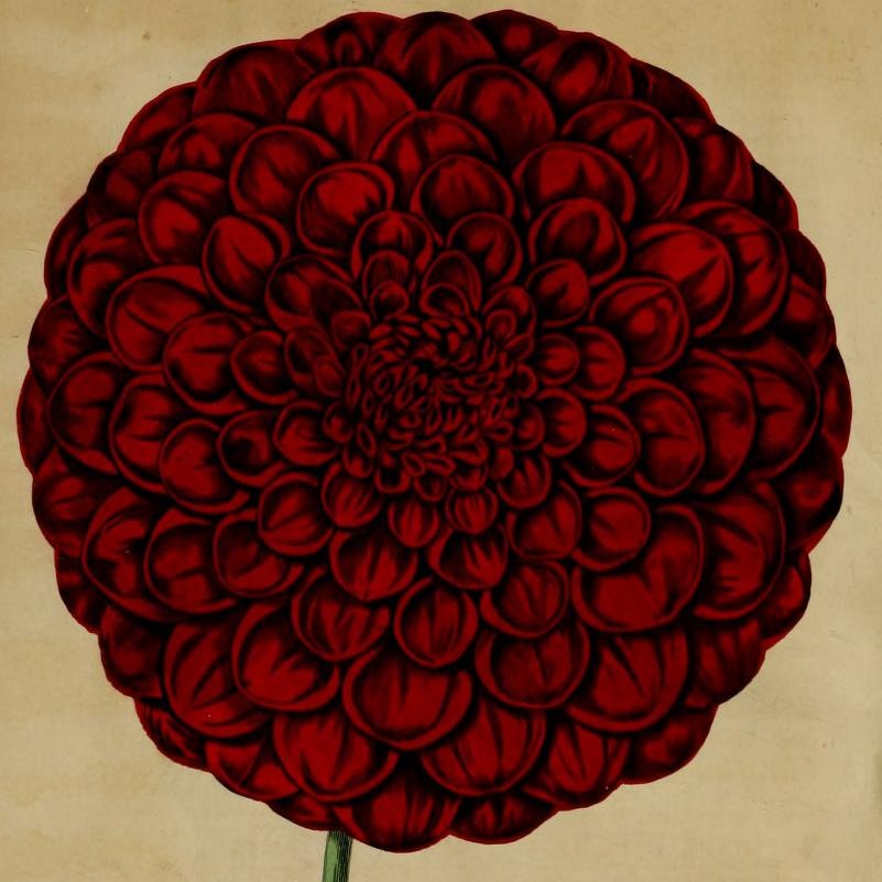 PlantingDiaries's tweet image. Read about dahlia shows in the 1830s, as recounted by Joseph Harrison in The Floricultural Cabinet and Florist's Magazine.  From small scale events in pubs to exhibitions at Vauxhall Gardens.
plantingdiaries.com/2023/07/26/dah…