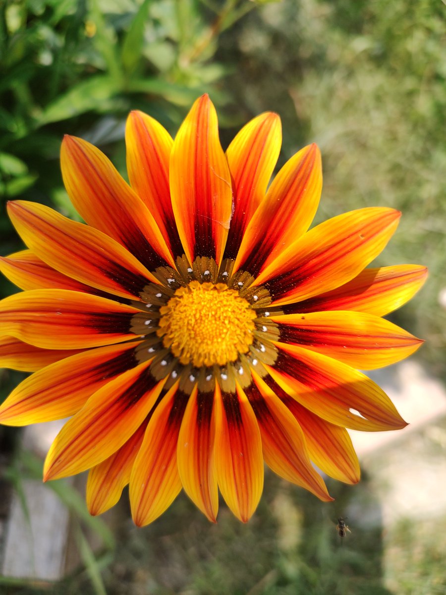 Good morning! Our Cut Flowers are bursting with color! Click here events.humanitix.com/late-bloomer-s… to buy now!!! #flowergarden #cutflowers #skillsgrowhere #changeforgood