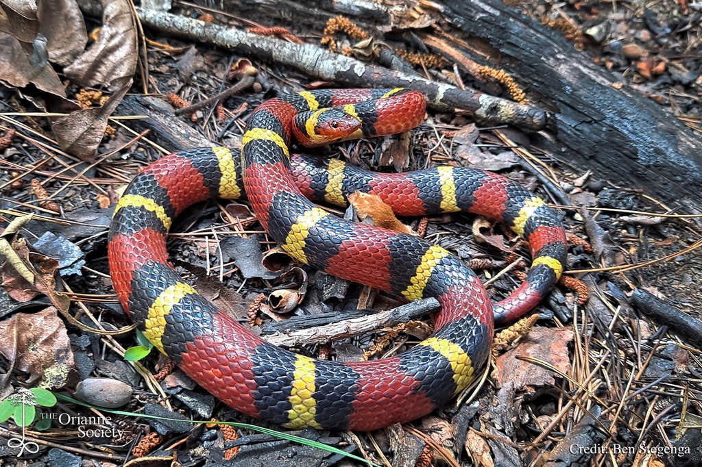 It was a good spring for Scarlet Kingsnakes on Ben’s snake inventory project, but even now in the middle of summer he’s still turning up a few of these gorgeous snakes.

#OrianneSociety #BenStegenga #FieldNotes #LongleafSavannas #snake #scarletkingsnake #wildlife #conservation