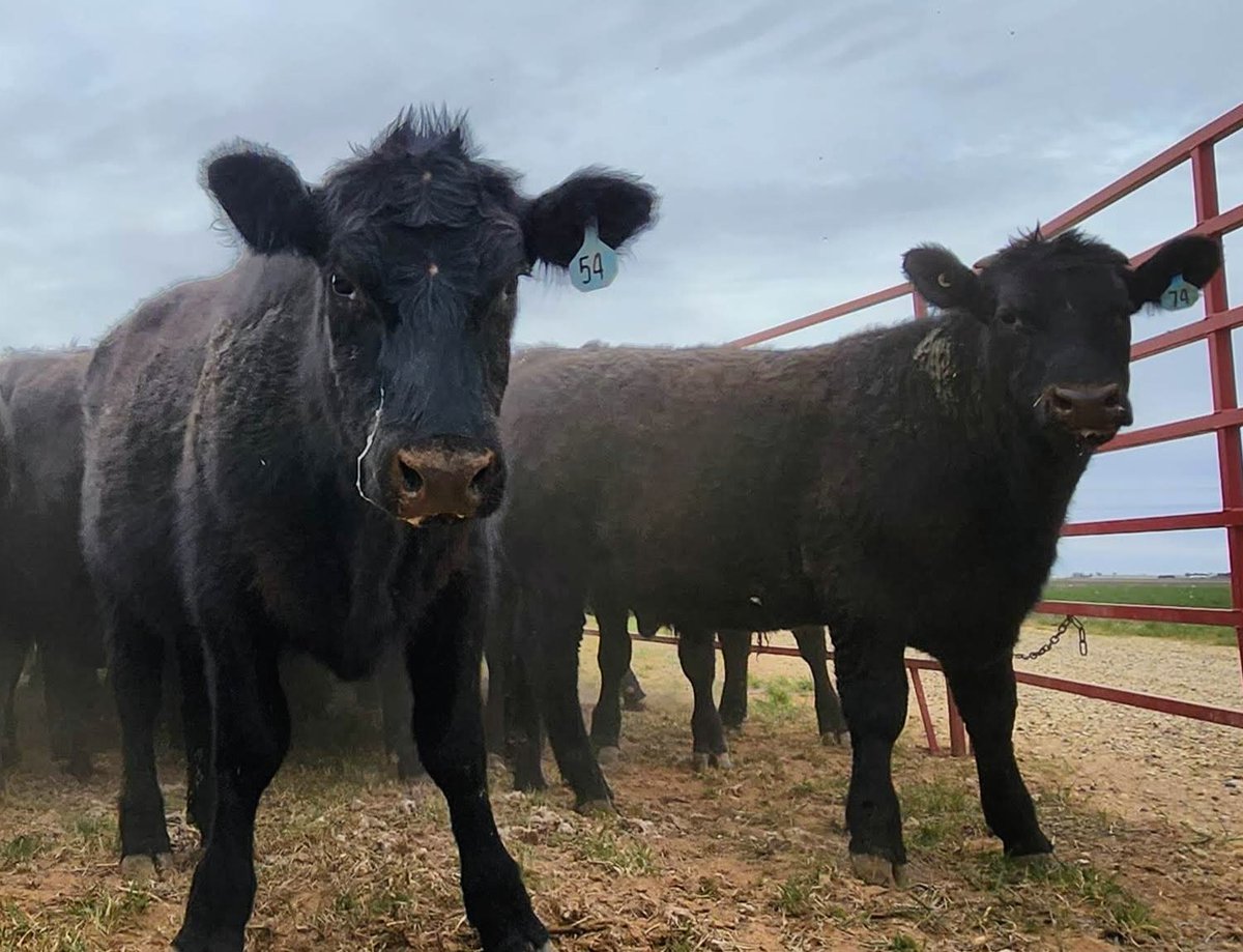 FarmsKey's tweet image. It's Friday, and we get to sleep in tomorrow! NOT. Everyday hail, sleet, or shine we are taking care of the land, cattle, and all the other critters on the Cotter Key Ranch. And you know what? We wouldn't have it any other way. 

#texascattle #usdabeef #realmeat #cotterkeyfarms