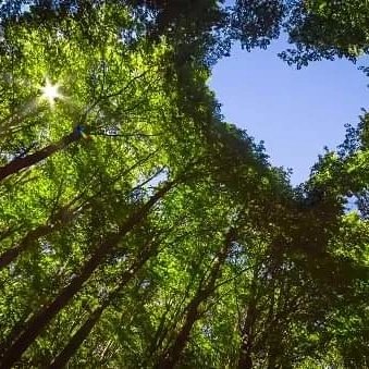 LOVE FOR TREES &amp; FORESTS
All our postings here are to motivate the people (public) to develop the love for trees, forests, nature &amp; wildlife; encourage tree planting; and protect our environment.
A famous quotation says "When we plant trees, we plant the seeds of peace and hope!"