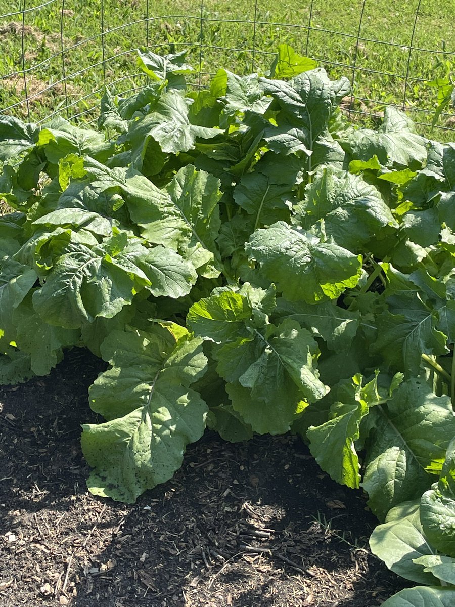 AfflicWarlock's tweet photo. Bokchoy and 2nd round of turnips are going strong somehow. It’s been so hot some of my crops are just not taking off :c https://t.co/CUFPQeSH1B