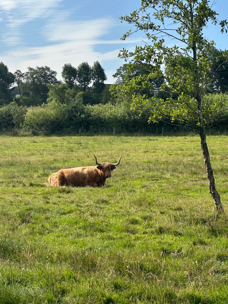 Thank Goodness It's Friday! 🌟🎉 And look who's totally embracing those Friday feelings.  Our highland cattle take relaxation to a whole new level! Moovelous! 🐮

#weekendmood #weekend #fun #summertime #mood #sunshine #picoftheday #derbyshire #staycation
⁠