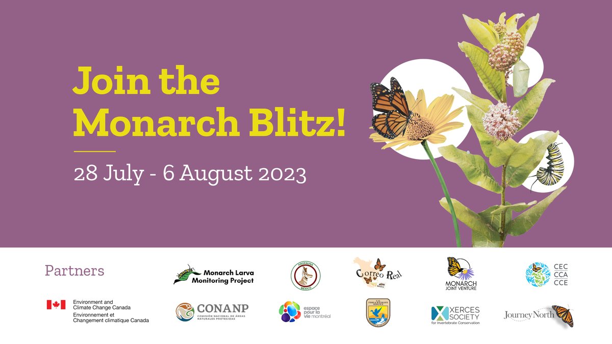 NWF's tweet photo. 🦋 The #MonarchBlitz is TODAY 🦋

During this 10-day period, the #MonarchBlitz invites people across North America to look for monarchs and milkweed plants and examine them for monarch eggs, caterpillars and chrysalises. 🐛

Learn more 📲: https://t.co/9YnwQHGulk https://t.co/WbZUMwZPw5