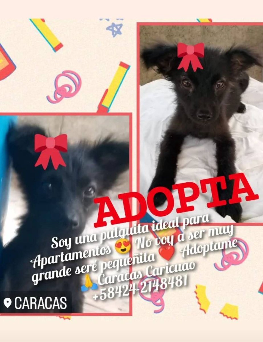 PerroUsuario's tweet photo. En adopción responsable, CARACAS https://t.co/y5r9iw4sZE