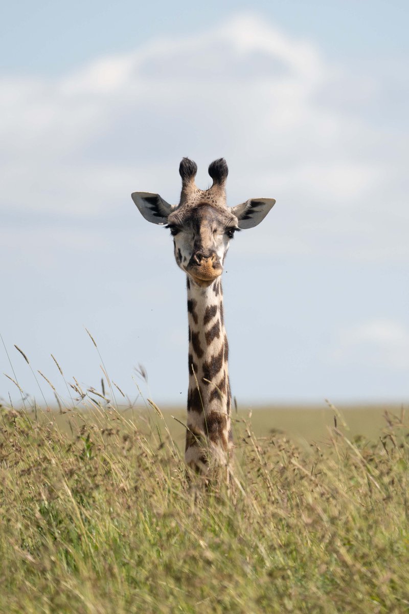 Sony | Alpha tweet media