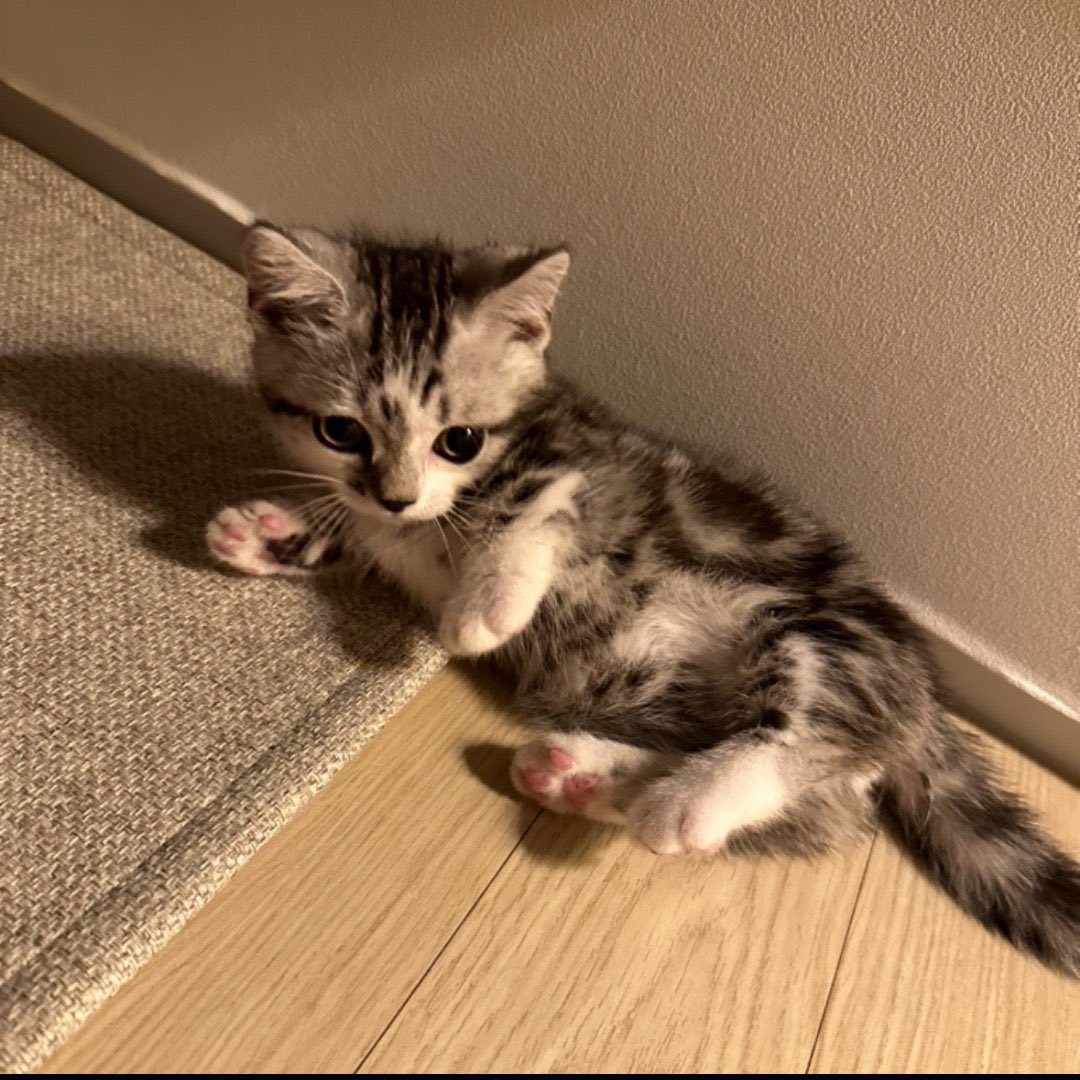 please do not the cat