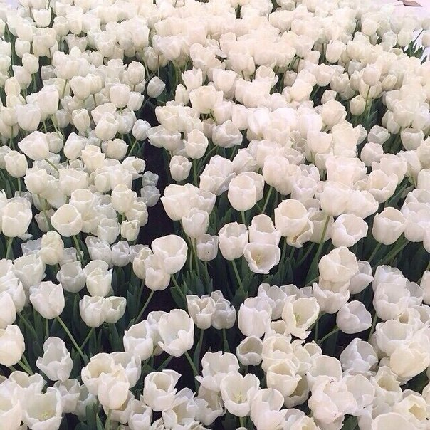 artindetails's tweet photo. white tulips https://t.co/H0xPHREFSL