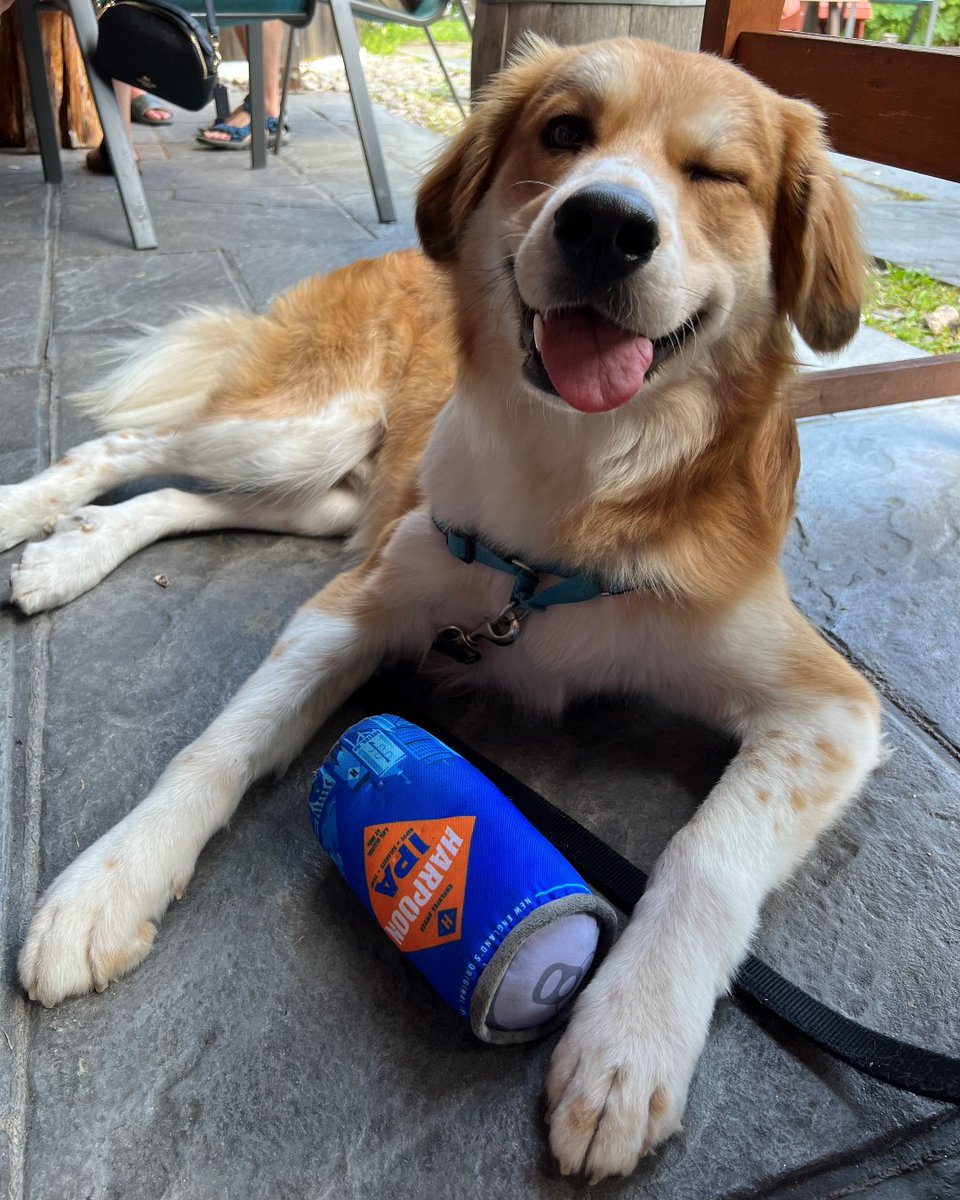 harpoonbrewery's tweet image. Now that's what we call the dog days of summer 😉 Cheers to Dunkin living his best life at the Harpoon Brewery Taproom and Beer Garden in Windsor, VT! 

📸 via IG jesscarter1009
