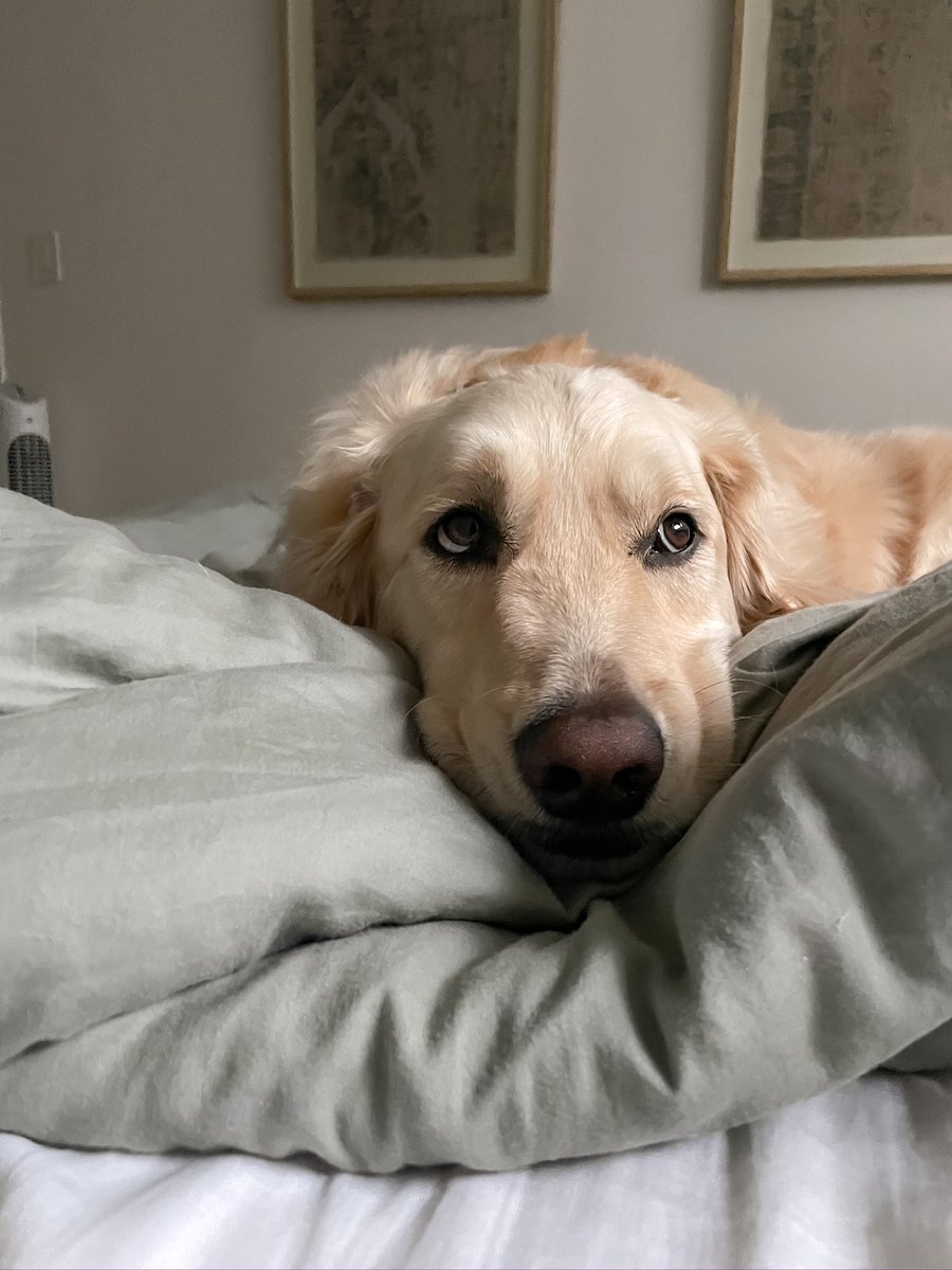 Wake up, please.  It’s time to start our Friday…

What does everyone have planned for the weekend??  It’s dang hot here so I’m hoping we break out the splash pad!

#dogsoftwitter #goldenretriever