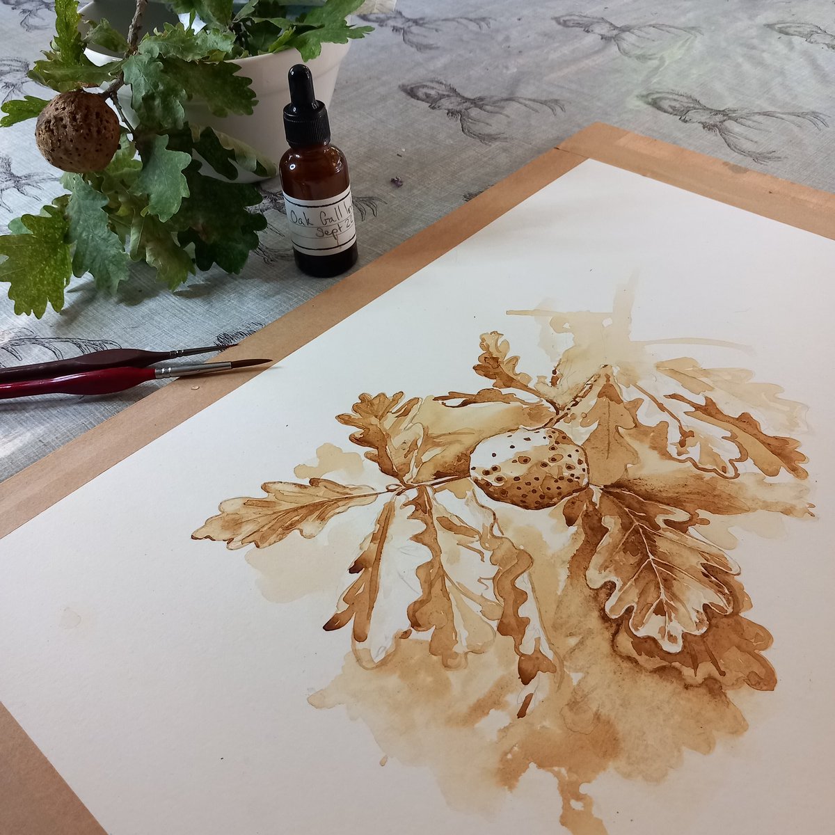 abicakelady's tweet photo. “No matter how intently one studies the hundred little dramas of the woods and meadows, one can never learn all the salient facts about any one of them.” Aldo Leopold.
A sketch in progress of an oak apple gall, painted in homemade oak gall ink.
#oakgall #aldoleopold #oakapple https://t.co/VAmGoT9i7V