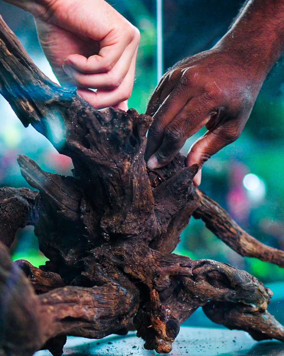 GreenAquaShop's tweet photo. Teamwork Makes the Dream Work🤗💚

#greenaqua #aquascaping #natureaquarium #plantedtank #plantedaquarium #aquaticplants #aquascapingspecialists #inspiration #aquariumplants #aquariumsdaily #interiordesign #aquadesignamano #adahungary #aquarium #aquariumphotography https://t.co/N3V0JxXrnO