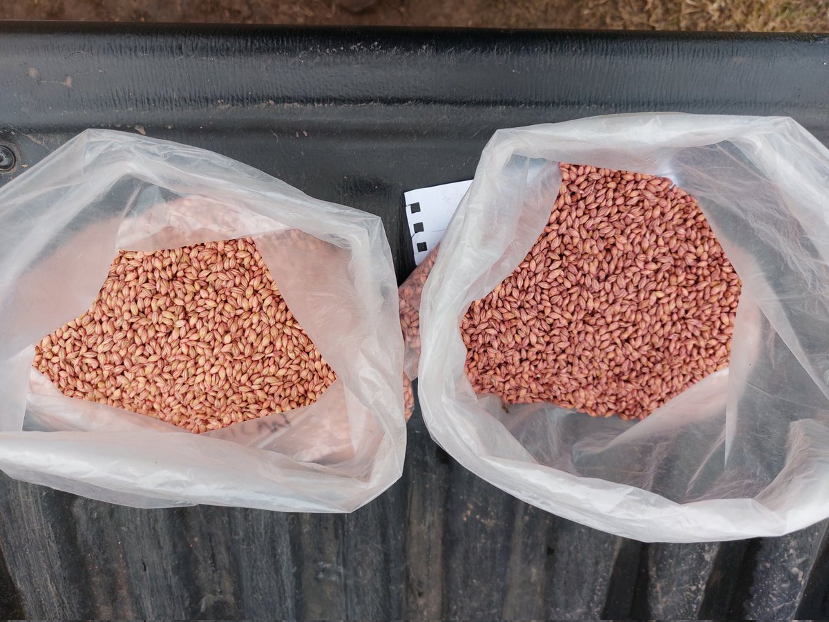 facundocamerin2's tweet photo. 🌾CEBADA🌾
🚩Curada a campo vs. Trt profesional🚩
Veremos como evolucionan ambos tratamientos🔍🧐
@BASF_Agro_ARG @Carli_meier_ @giannispag_ https://t.co/fRDn9aSmxp