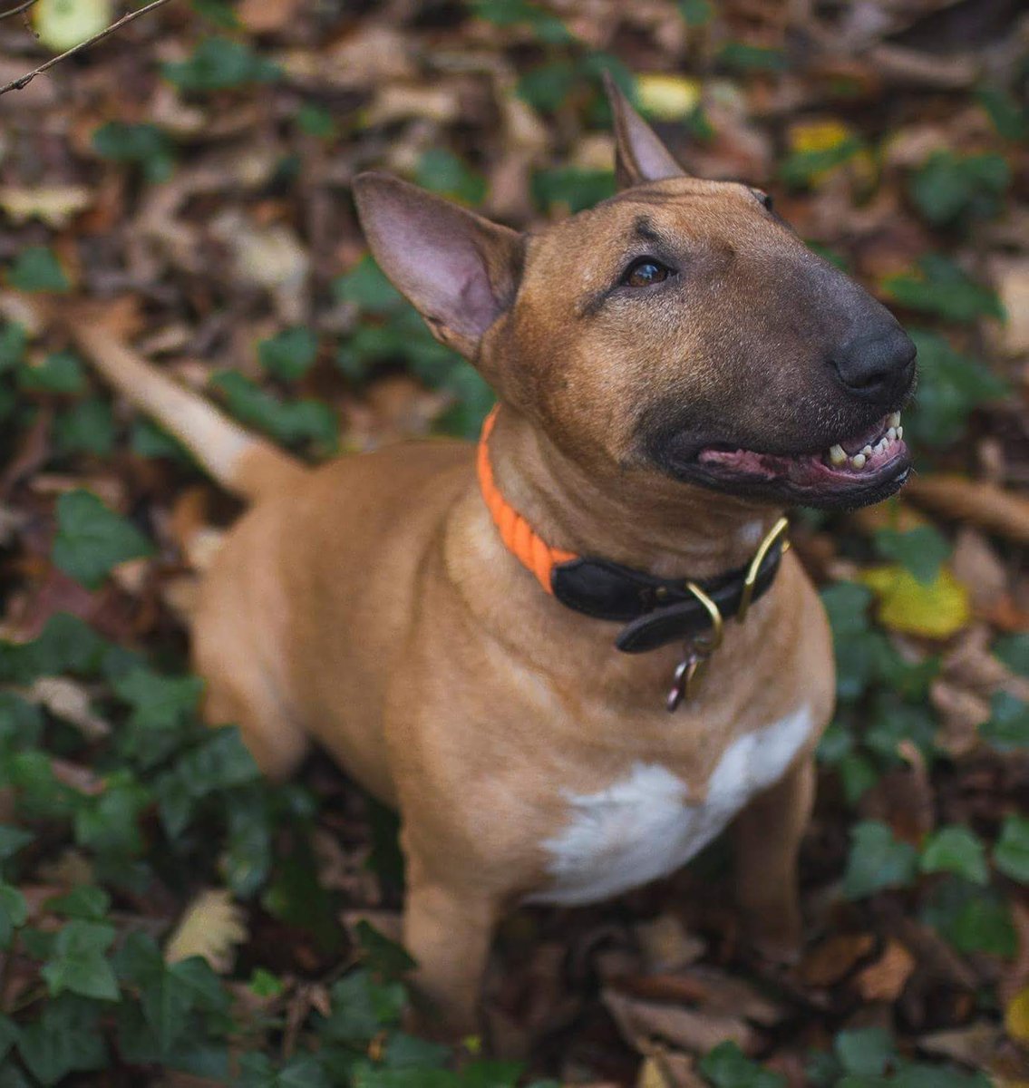 BullyMiaTJ's tweet photo. This morning, we said goodbye to our handsome Mr Bully. He had the gentlest soul. He was a very good boy. We will miss our Bully cuddles and saucy face kisses. Sleep tight, our sweet boy. You will stay forever in our hearts 💕
#RIPMrBully
#legenddog https://t.co/94kKY0VEYu