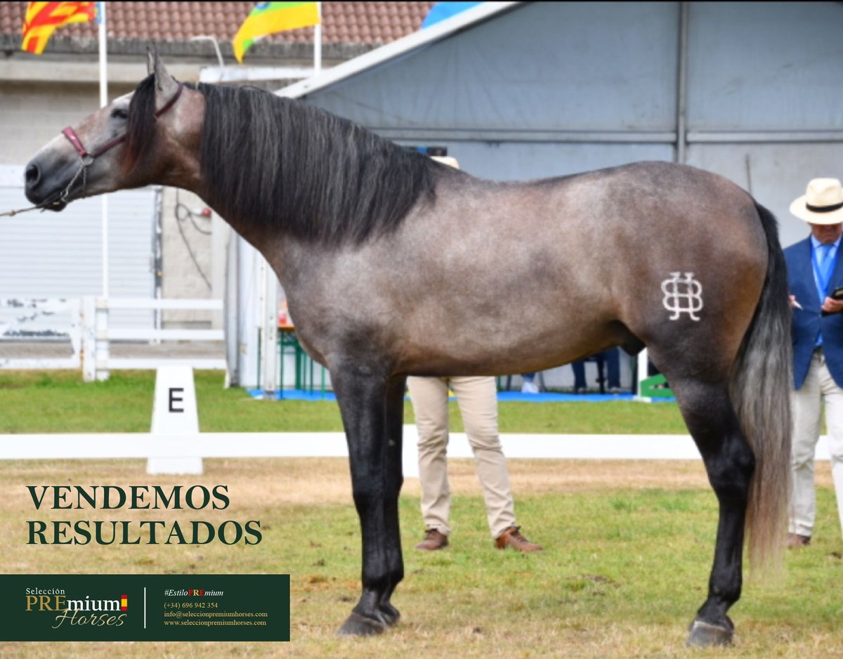 PREmium_Horses's tweet photo. 🐎 NOBLE JB 🥈 en Equina 2023 (⭐⭐⭐)
Tutelado por #SeleccionPREmiumHorses y propiedad de OAK HILL ESP (🇺🇸)
👏🏻
🐴 Estilo PREmium 🇪🇸
📲 (+34) 696 94 23 54
📩 info@seleccionpremiumhorses.com
#concursomorfológico #purarazaespañola #caballoespañol #caballoPRE #EstiloPremium #PRE https://t.co/x9o41ctUWE