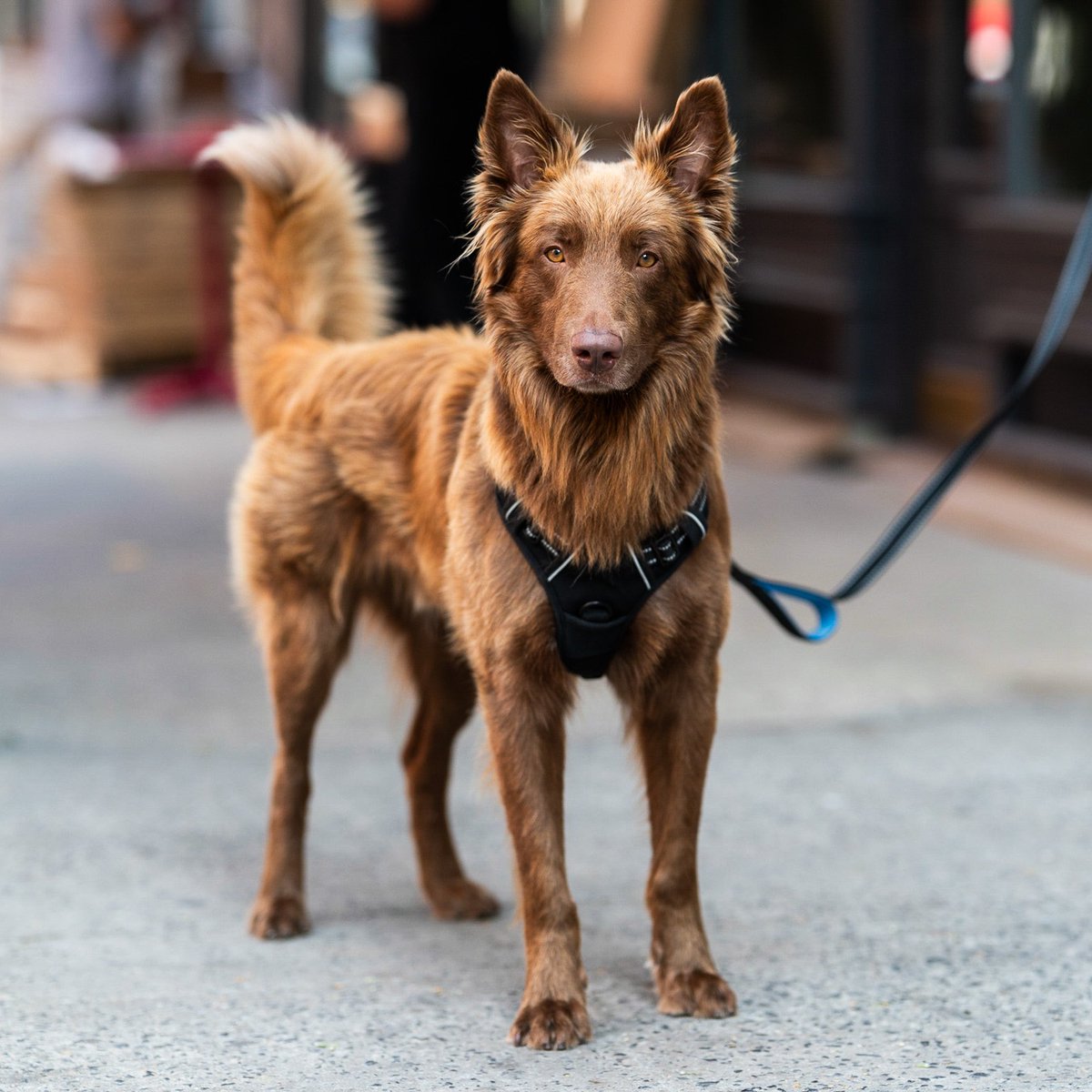thedogist's tweet photo. Bear, mix, E 4th &amp; 2nd Ave., New York, NY • “He got off the bus a couple weeks ago from Kentucky. He has a missing tooth. We were fostering him and fell in love. He’s very docile and doesn’t bark a lot.” https://t.co/T0IfCdWfNq