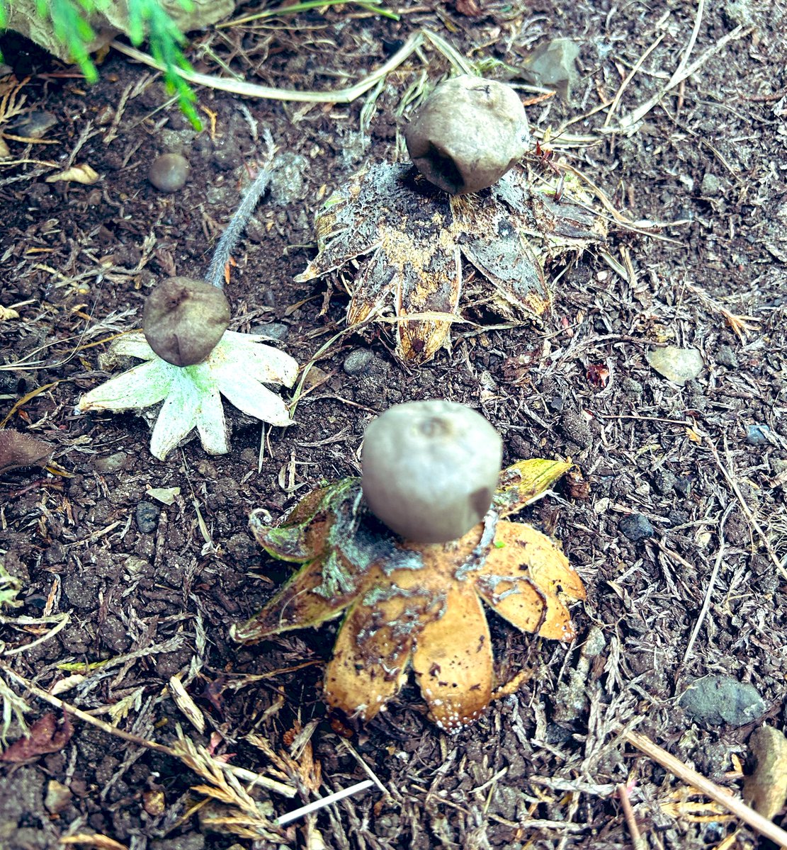 Did someone mention aliens? #earthstars