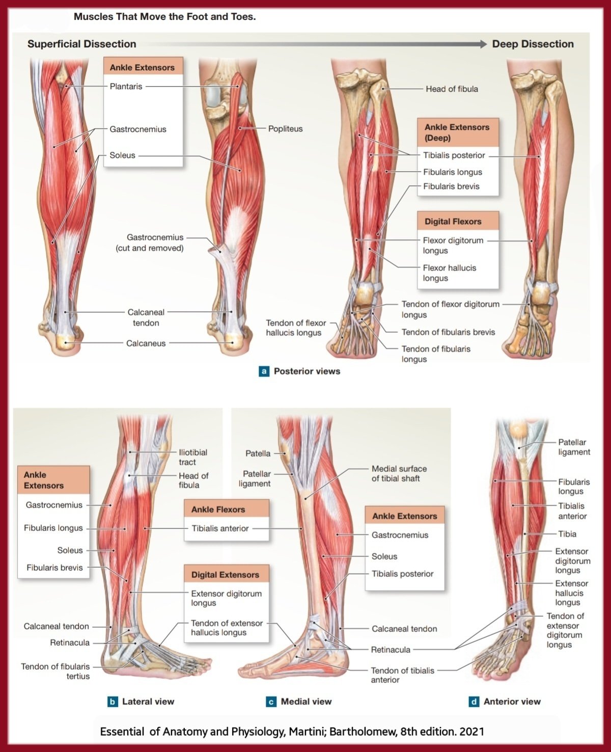 What Muscles Move The Feet
