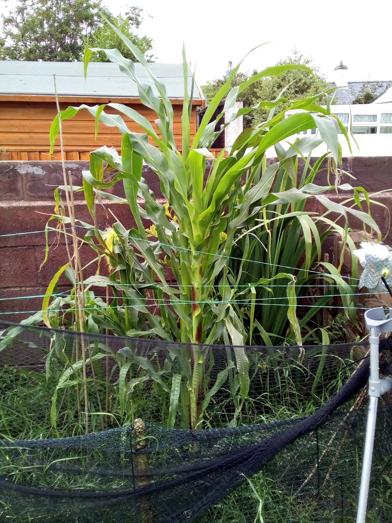 mrkevstocks's tweet photo. #greenbeans flowering and growing.. #pondmint #mint in flower .....#glassgemsweetcorn #glassgem #sweetcorn waiting on the #tassles to appear https://t.co/GiWQjkZSlu