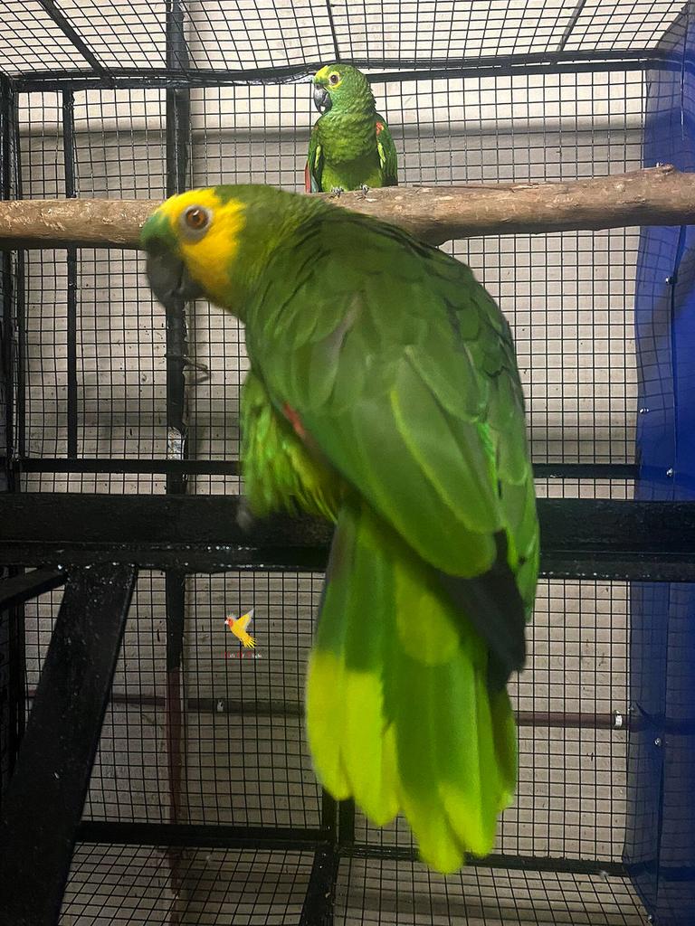 GiftOfFlightAVI's tweet image. Blue Fronted Amazon (Amazona aestiva) has finally settled with our aviary and is all set to show you their beautiful colours and captivating attitude.

Gift Of Flight 🇮🇳 Mini Avian Breeding &amp;amp; Conservation Facility

 #parrots #exoticpet #bluefrontedamazon