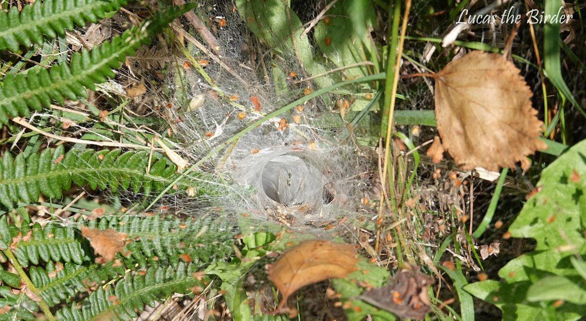 LucasTheBirder's tweet image. Labyrinth spider web at Westhay Nature reserve.
@AvalonMarshes @SomersetWT @britishspiders @britnatureguide #spidersweb #TwitterNaturePhotography #nature #twitternaturecommunity