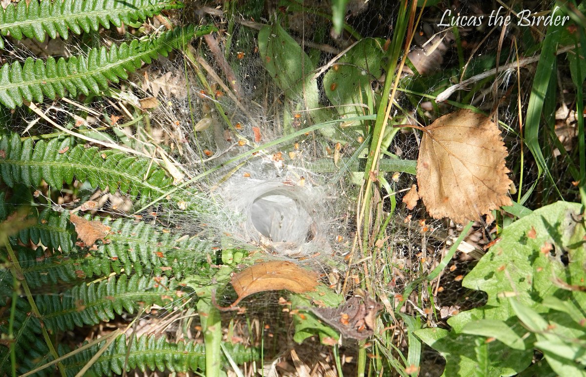 LucasTheBirder's tweet image. Labyrinth spider web at Westhay Nature reserve.
@AvalonMarshes @SomersetWT @britishspiders @britnatureguide #spidersweb #TwitterNaturePhotography #nature #twitternaturecommunity