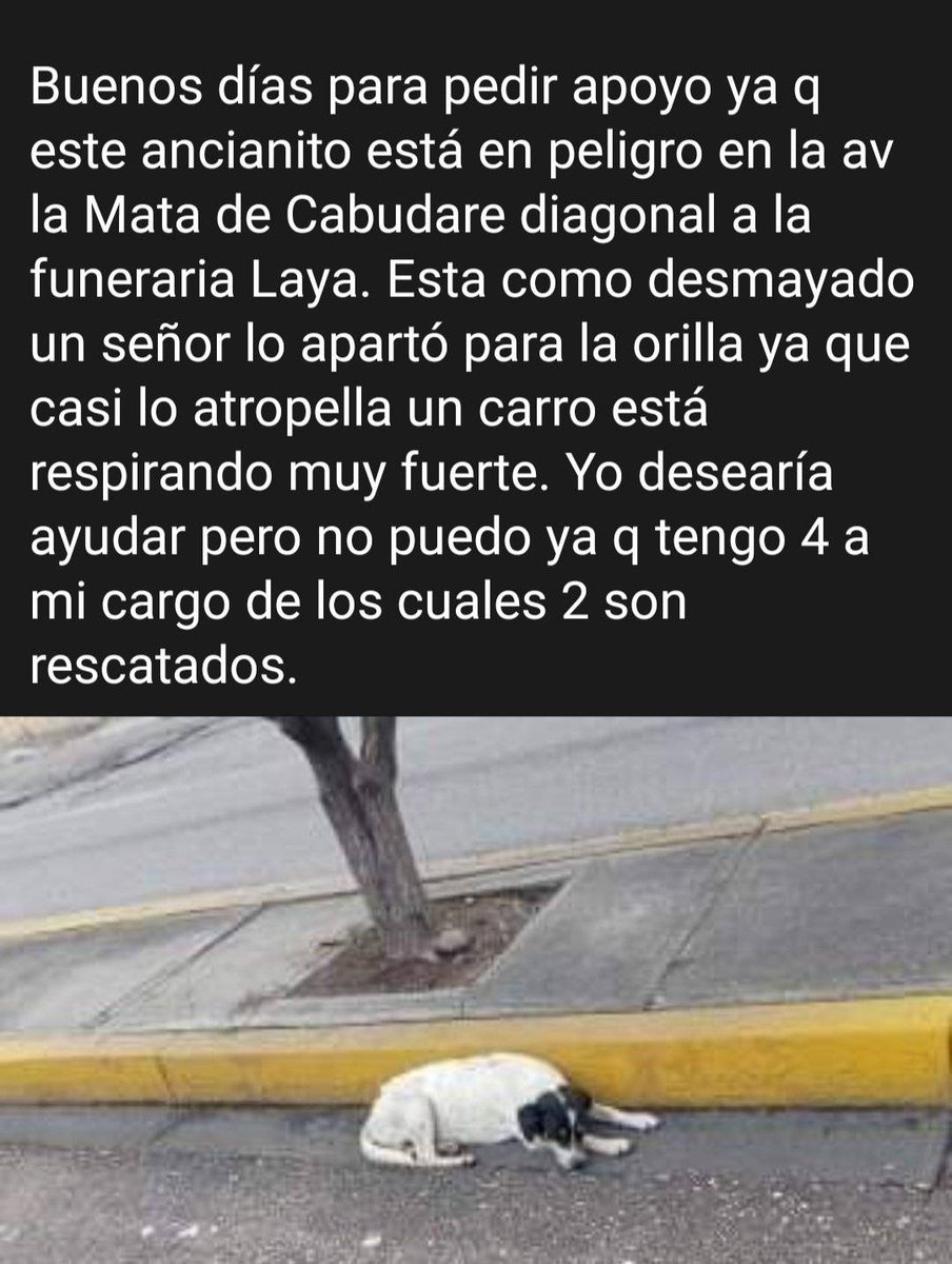 PerroUsuario's tweet photo. Es URGENTE RT @volknsoni: Urgente . Rescate CABUDARE. https://t.co/C5XjqFhhWy