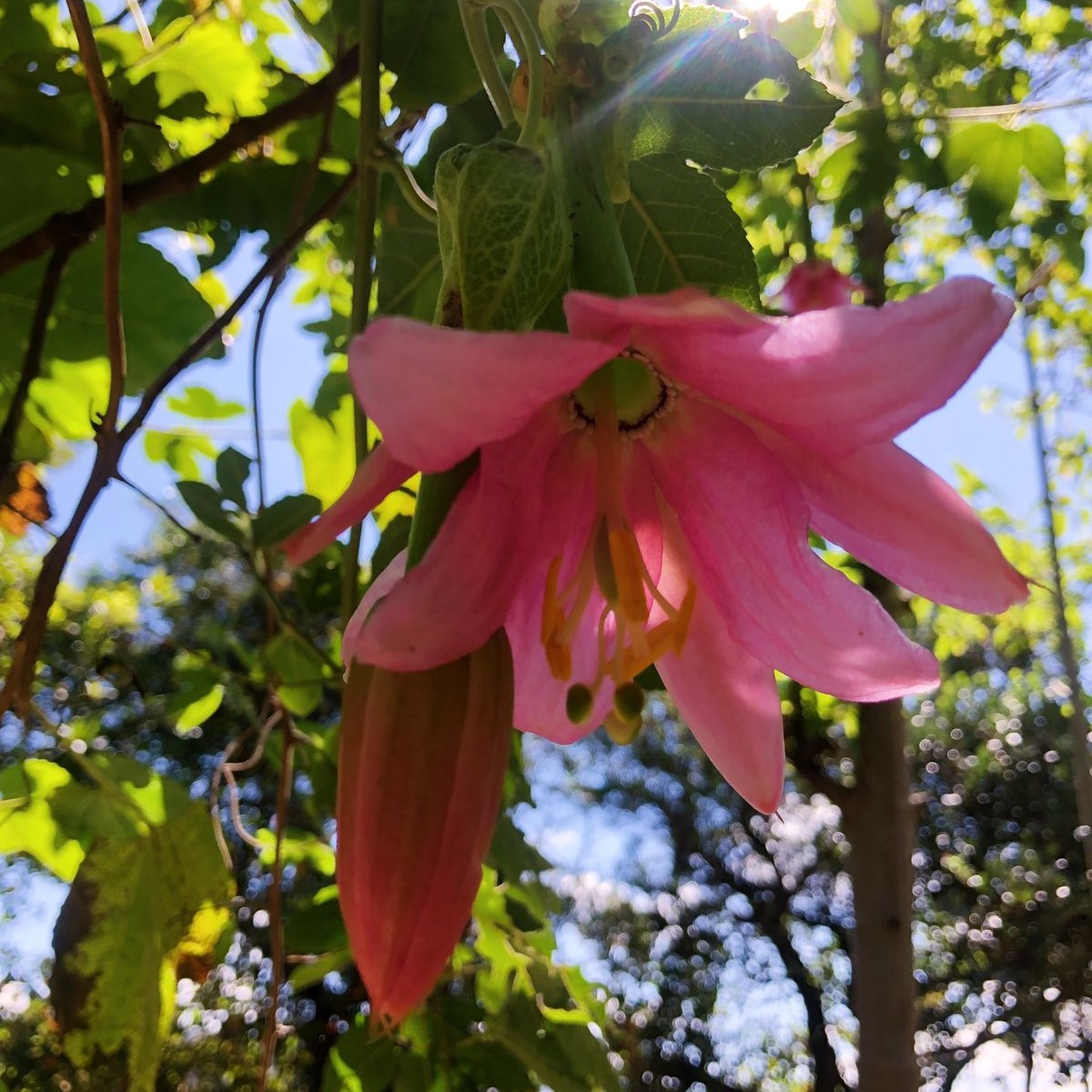 🌺 En nuestra sede de Suesca, florece esta hermosa especie nativa que aporta increíbles beneficios al ecosistema. ¿Puedes adivinar de qué especie se trata? 🌺 #FlorDeLaQuruba #ConservaciónPáramo #SuescaNativo