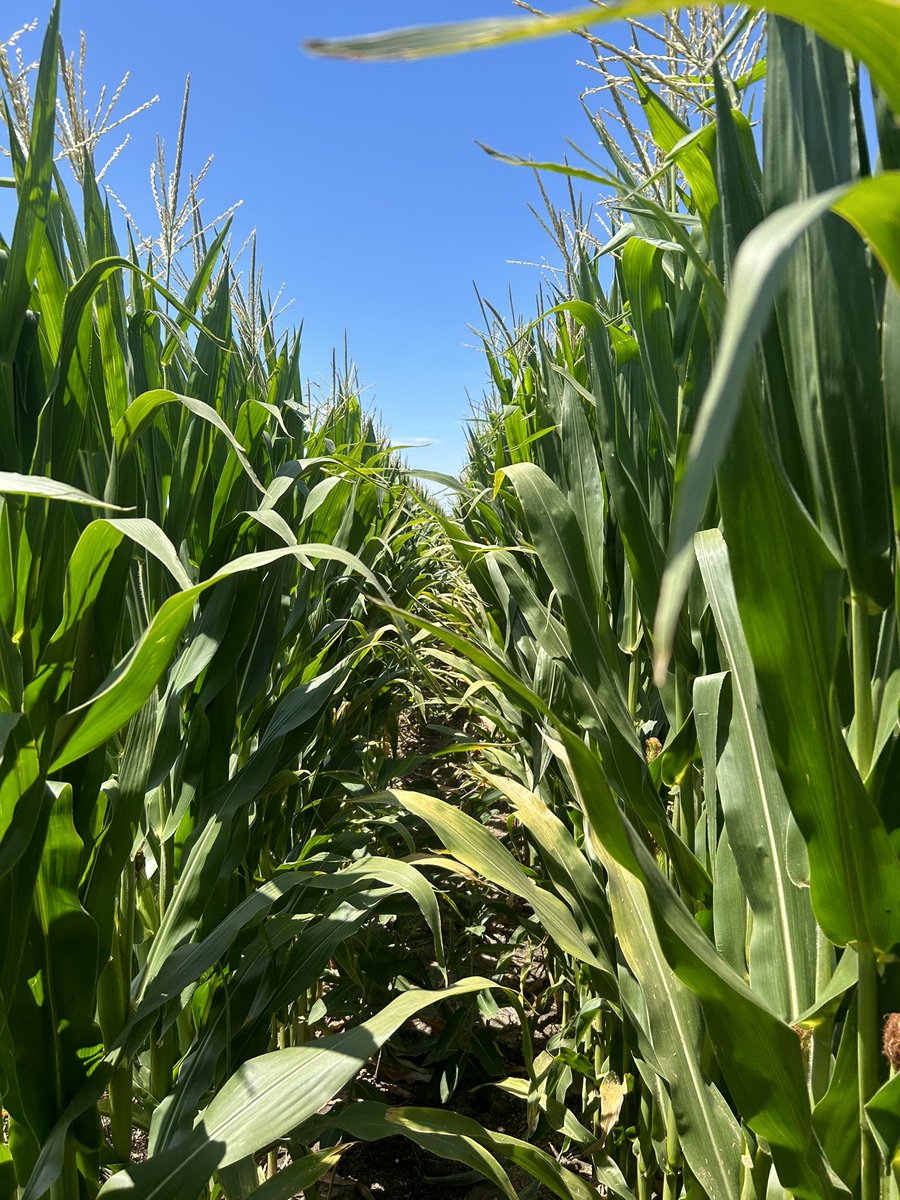 McCord_Ag's tweet photo. How hot was it in Nebraska this week? Hot enough the corn has a sun burn. Sun scald showing up in fields. Leaves can’t transpire enough to prevent injury. Kinda surprised me with the high humidity and minimal wind. Week long 100+ degree temps are tough on everything. https://t.co/Ct1d5uUCnn