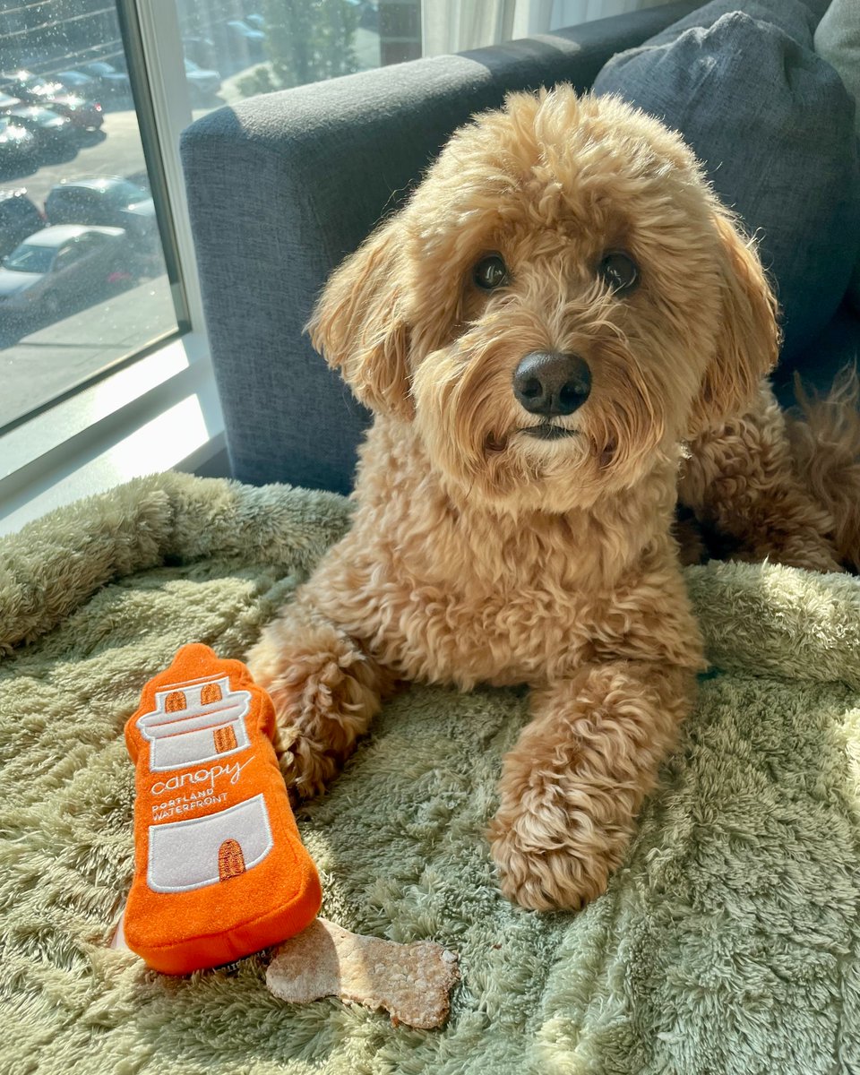 Stay at Canopy #Portland Waterfront and your cute pup might just leave with their new favorite toy 🐶 📸 miyagi.the.minidood hil.tn/moe23o