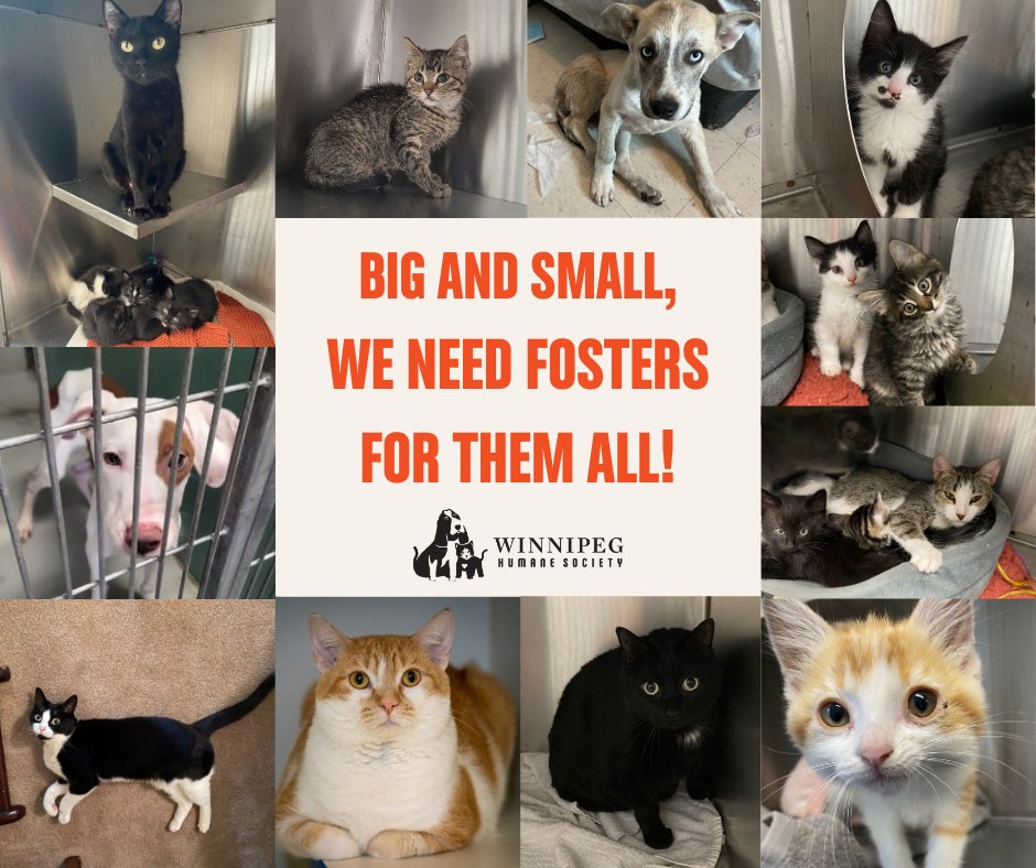 Winnipeg Humane Society tweet media