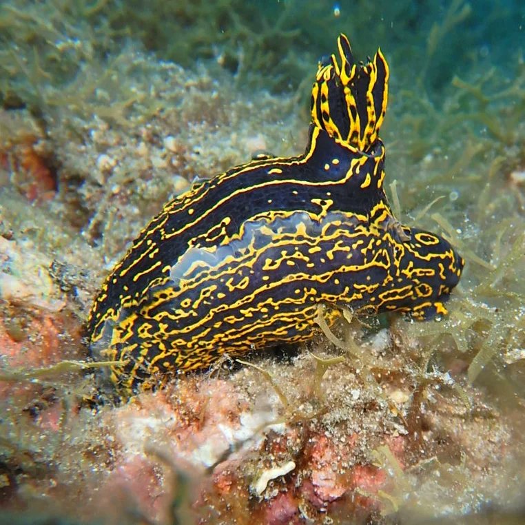 Padi Diver Alberto tweet media