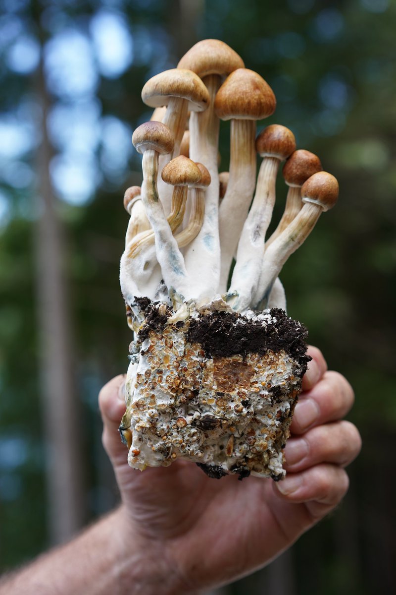 Paul Stamets tweet media