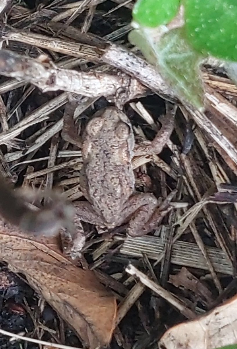 StGeorgesTrust1's tweet photo. . Baby Toad: when you're only little and you're out on your own for the first time, leaves can be a bit baffling #toad #ToadTime @ChrisGPackham https://t.co/hXBnm9NRUD