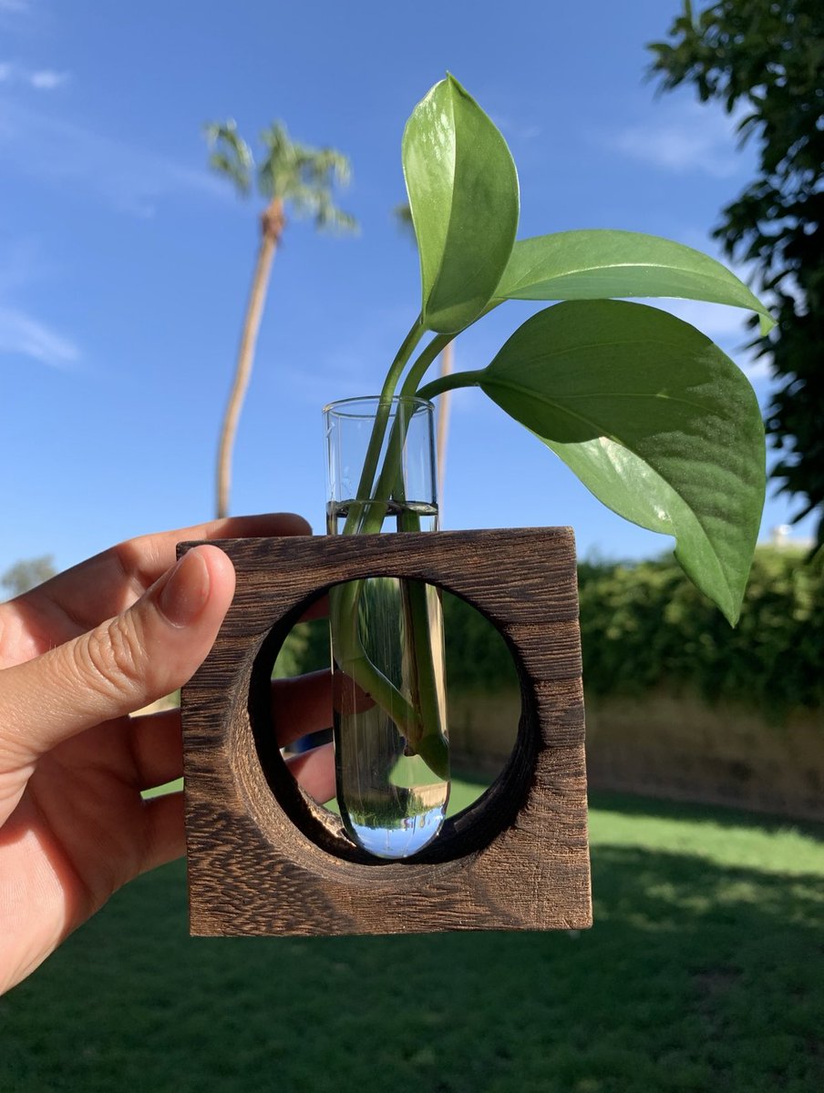 Happy Summer! My plant propagation stations are now available! These are the perfect gift for the Plant Lady or Plant Daddy in your life! SHOP HERE 🌱❤️ Love The Plant Lady #survivor44 #survivor SHOP HERE 🌱❤️ goodrootsplant.com/shop/