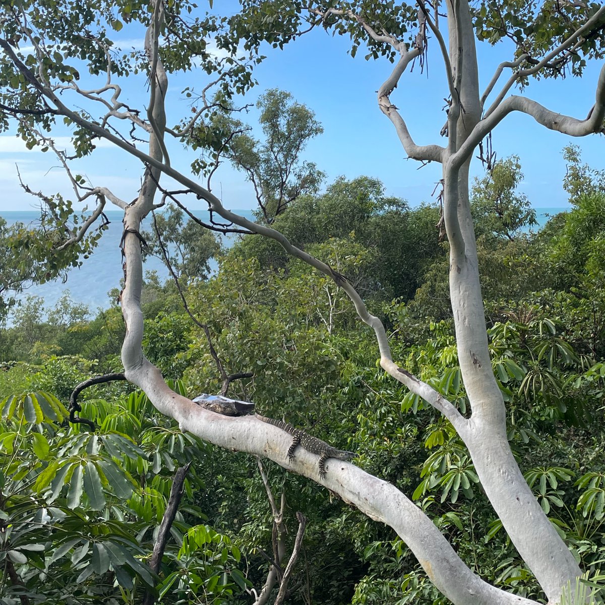 One of our resident lace monitors taking in the views from our onsite restaurant 🌿🦎✨
📸 <a href="/astrid/">Astrid</a>.cagedfinch
#exploreTNQ #portdouglasdaintree #portdouglas #thisisqueensland #thalabeach #seeaustralia #ecotourism #visitportdouglas #explorecairnsGBR #lacemonitor #flatoutlikealizard