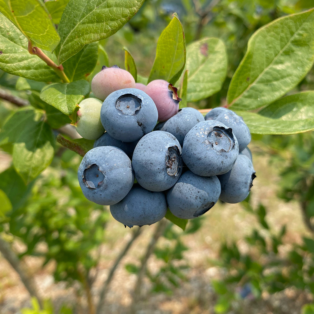TimacAgroUSA's tweet photo. We are in the most flavorful time of the year, at the height of #berry season! ATC Steven Rozell is proud of these blueberries 🫐 from Parsons Farms Produce that are powered by our water-soluble nutritional KSC.
#ThinkDifferentFarmBetter #Agriculture #AgTwitter https://t.co/3AIdnfUqfR