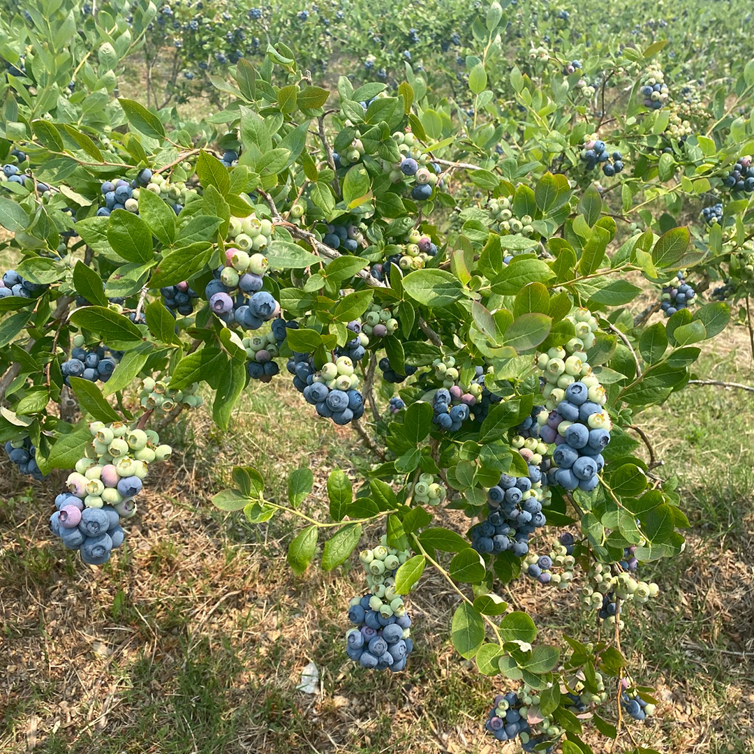 TimacAgroUSA's tweet photo. We are in the most flavorful time of the year, at the height of #berry season! ATC Steven Rozell is proud of these blueberries 🫐 from Parsons Farms Produce that are powered by our water-soluble nutritional KSC.
#ThinkDifferentFarmBetter #Agriculture #AgTwitter https://t.co/3AIdnfUqfR