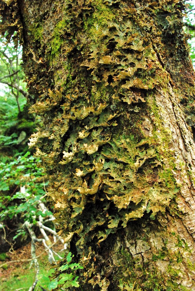 _fredfranklin3's tweet photo. Successful temperate rainforest hunt on Skye today. First time (knowingly) seeing tree lungwort as well. A shame to the small fragments penned in by tight sheep grazing but fantastic places to be @LostRainforests https://t.co/PpsEWHrAT7