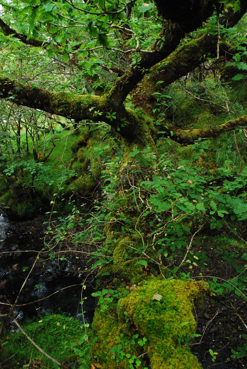 _fredfranklin3's tweet photo. Successful temperate rainforest hunt on Skye today. First time (knowingly) seeing tree lungwort as well. A shame to the small fragments penned in by tight sheep grazing but fantastic places to be @LostRainforests https://t.co/PpsEWHrAT7