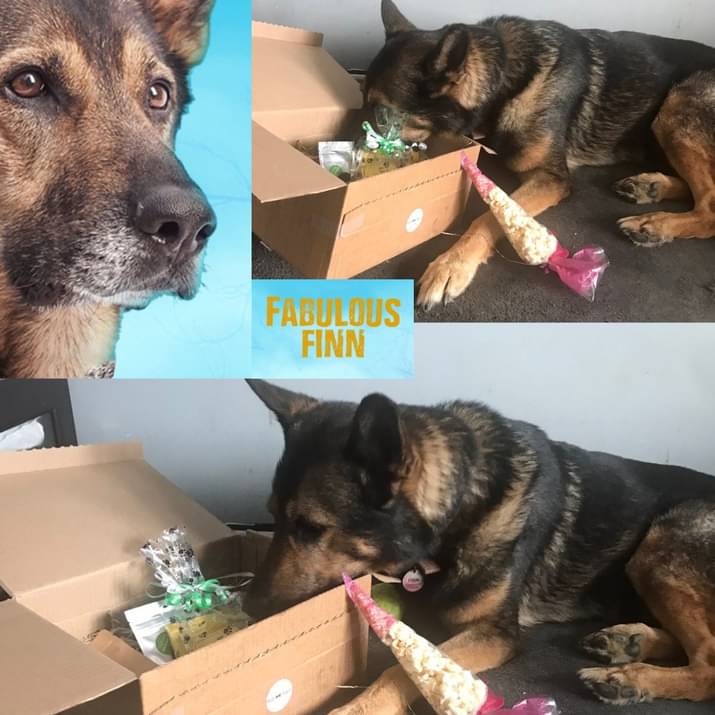 Really sad to hear @K9Finn has died 😢.

I used to run a dog treats side hustle several years ago &  gifted him some treats. 👇 

Dogs are loved family members but Finn was extra special. 

His incredible legacy is #FinnsLaw. 

RIP Finn.💔 

#fabulousfinn