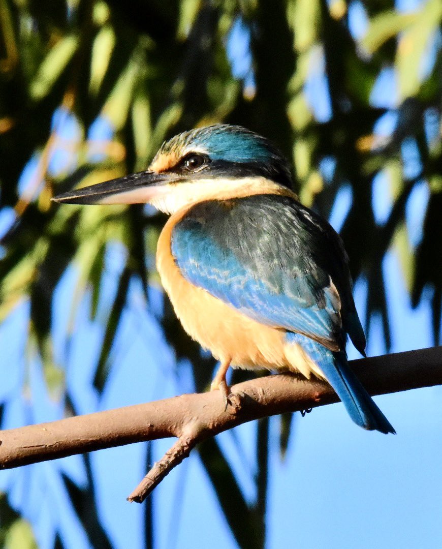 Digbys mum on X: This mornings backyard bird - Sacred Kingfisher  t.cop977uCUJOw  X