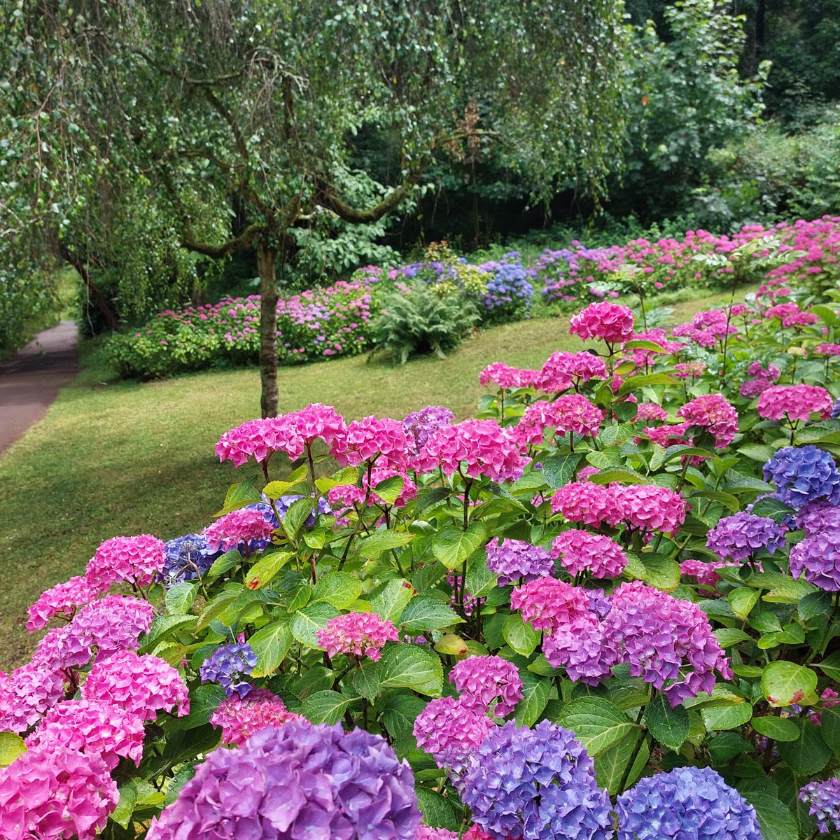 The hydrangeas have been stunning this month, brightening up the park with their large striking flower heads.

#hydrangeas #cockingtoncountrypark