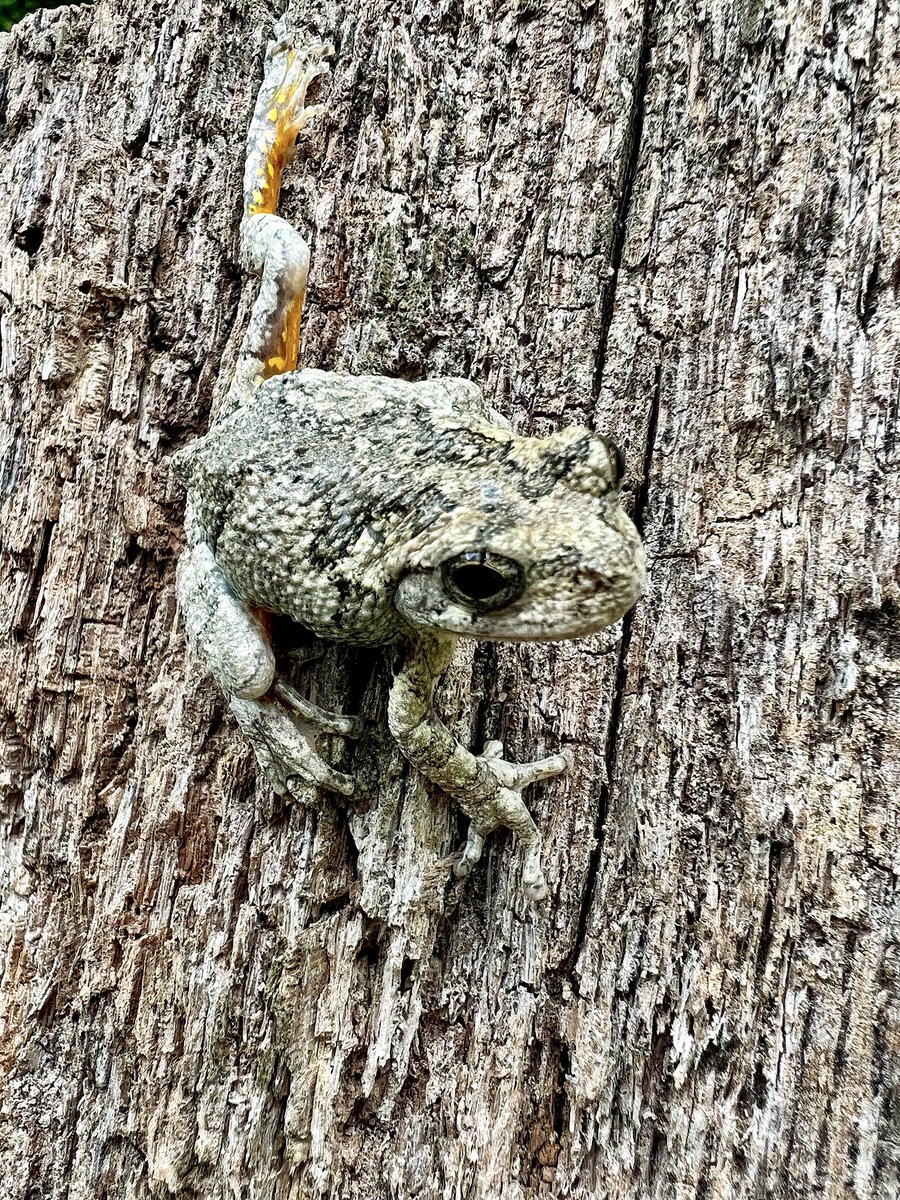 DaWildlifeNinja's tweet photo. This Cope’s Gray Treefrog (Hyla chrysoscelis) was resting in a gap under the hood of my car. He popped out just as my dad and I were on our way home from the grocery store. He was escorted home. 

#herpetology #herpetologist #wildlife  #wildlifephotographer #treefrog #frogsrule https://t.co/MhceDjmja8