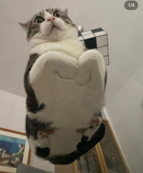 ShouldHaveCat's tweet photo. https://t.co/YUMeBK16It