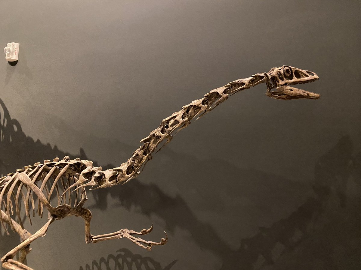 My poster abstract for #2023SVP was accepted! Very excited to attend my first SVP conference and share some exciting information on Falcarius 

Also, it’s #FossilFriday, so here is a mount of Falcarius from the <a href="/NHMU/">NHMU</a>