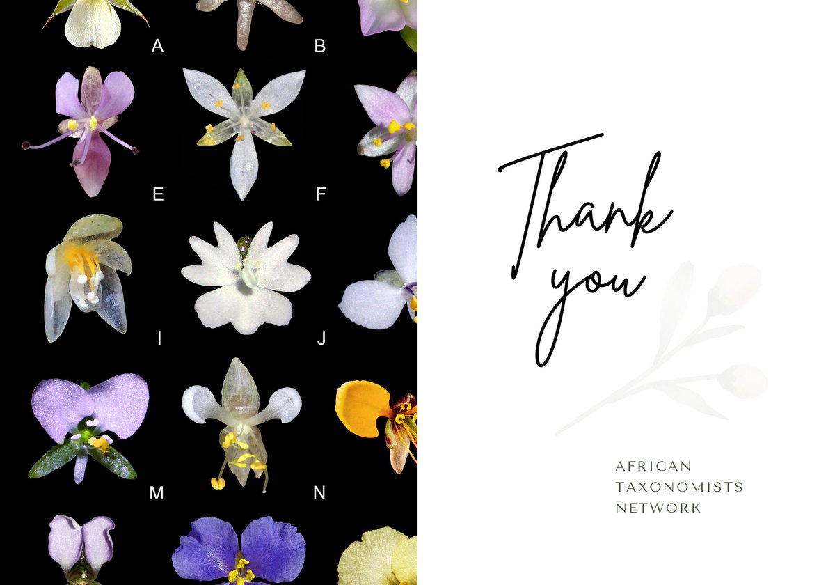 TaxonomyAfrica's tweet photo. Thank you all for attending our virtual seminar. Big thanks to @MOOPellegrini for taking out time to talk to us about thé Commelinales of Africa.
#Commelinales #Taxonomy #Morphology #AfricanPlants https://t.co/64PQceK1Ji