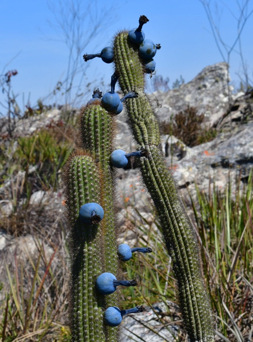JoeySantore's tweet photo. One of the most iconic plants of the Brazilian Campos Rupestres biome, Cippocereus minensis is a bat-pollinated cactus w/ blue fruits &amp; white flowers that open at night &amp; close by dusk. It's an obligate out-crosser, so without bats it will cease to reproduce. https://t.co/uIVEriJcoa