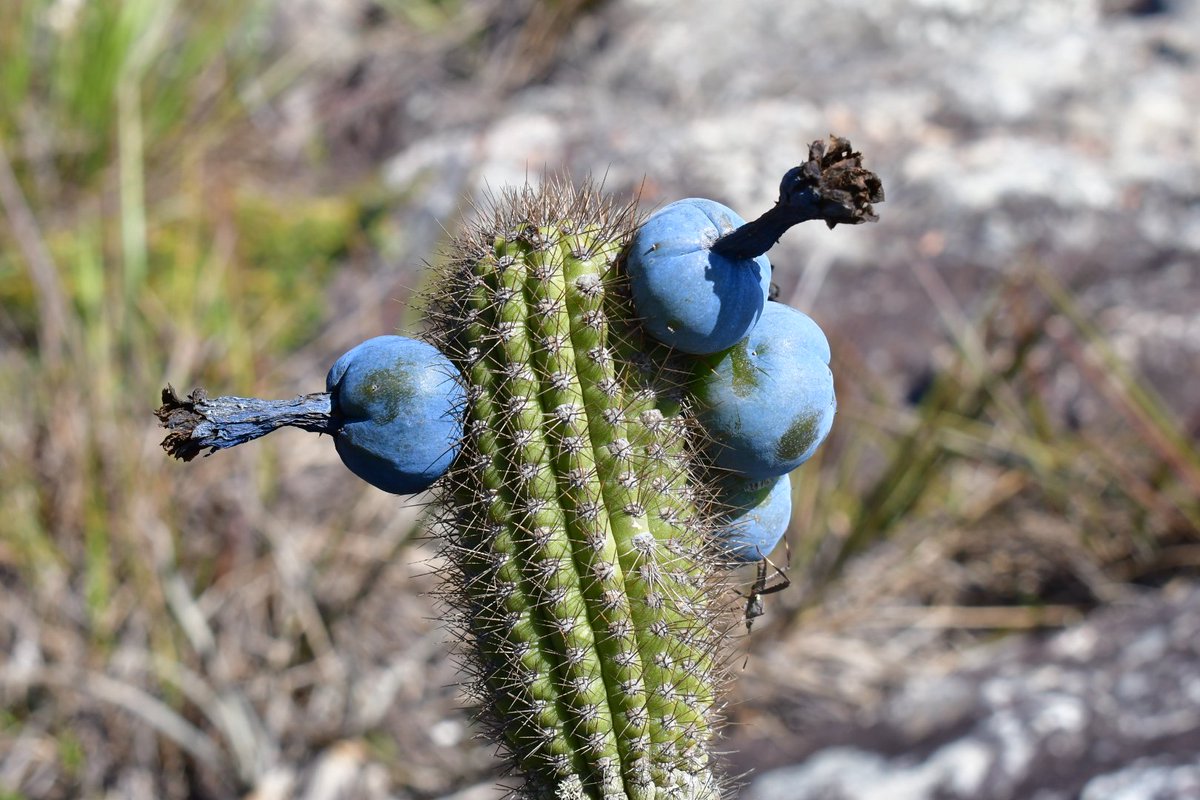 JoeySantore's tweet photo. One of the most iconic plants of the Brazilian Campos Rupestres biome, Cippocereus minensis is a bat-pollinated cactus w/ blue fruits &amp; white flowers that open at night &amp; close by dusk. It's an obligate out-crosser, so without bats it will cease to reproduce. https://t.co/uIVEriJcoa